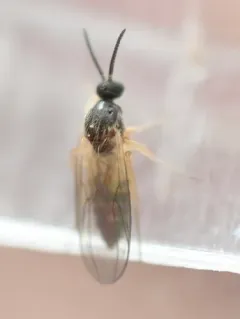 Mycetobia divergens thumbnail 3