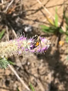 Aberrant Cellophane Bee thumbnail 1