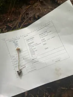 Entoloma alboumbonatum thumbnail 2