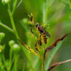 Polytribax contiguus thumbnail 2