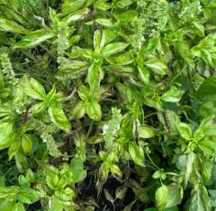 Basil downy mildew thumbnail 1