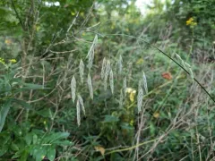 Nottoway Brome Grass thumbnail 3