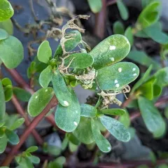 purslane white rust thumbnail 3