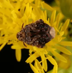 Redbud Seed Weevil thumbnail 3