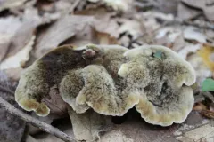 Hydnellum cristatum thumbnail 2