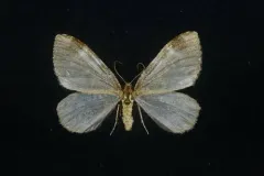 Stamnodes blackmorei thumbnail 3