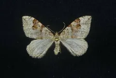 Xanthorhoe fossaria thumbnail 2