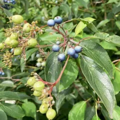blue-fruited dogwood thumbnail 4