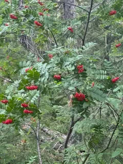 California Mountain Ash thumbnail 2