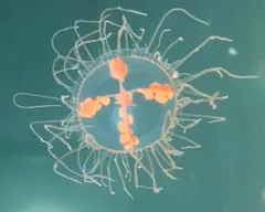 Orange-striped Jellyfish thumbnail 3
