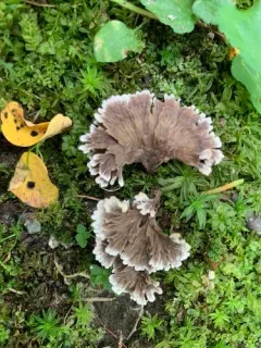 Thelephora regularis thumbnail 2