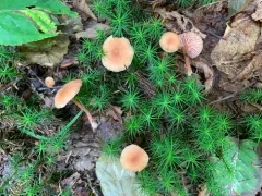Laccaria alba thumbnail 3