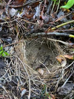 Bluethroat thumbnail 2