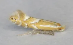 Phyllonorycter alaskana thumbnail 2