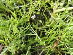 Owyhee mudwort thumbnail 3