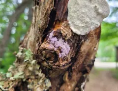 Purple Fuzz thumbnail 1