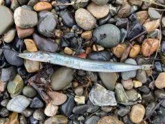 Arctic Sand Lance thumbnail 2