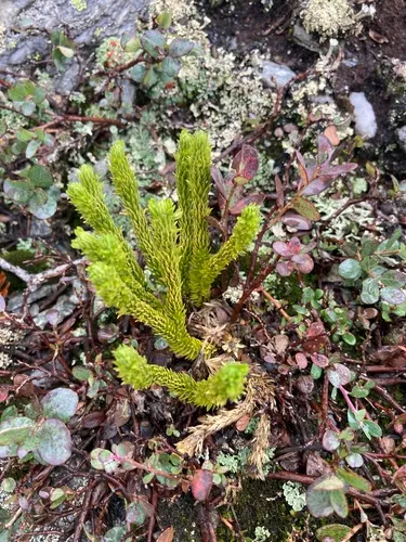 Appalachian clubmoss
