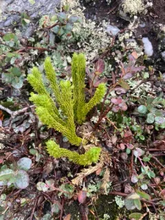 Appalachian clubmoss thumbnail 1
