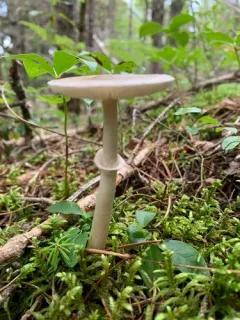 Morris' Amanita thumbnail 4
