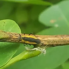 Black Locust Bug thumbnail 2