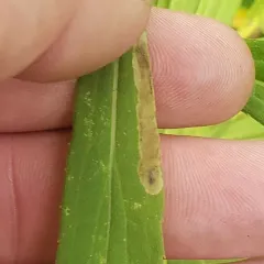 Calycomyza solidaginis thumbnail 4
