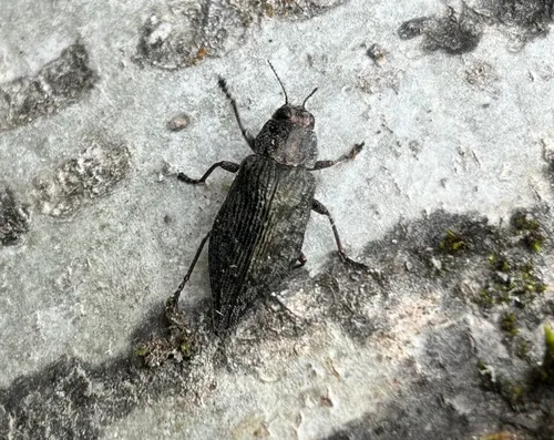 Poecilonota ferrea