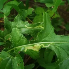 Phytomyza spinaciae thumbnail 4