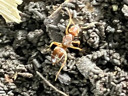 Shiny-bellied Fuzzy Ant