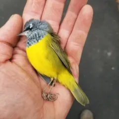 MacGillivray's Warbler thumbnail 4