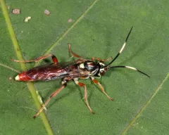 Melanichneumon disparilis thumbnail 2