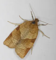 Choristoneura albaniana thumbnail 4