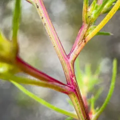 Slender Russian-thistle thumbnail 4