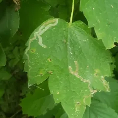 Phytomyza loewii thumbnail 3