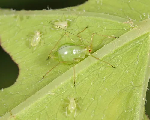 Dark-tipped Fern Aphid