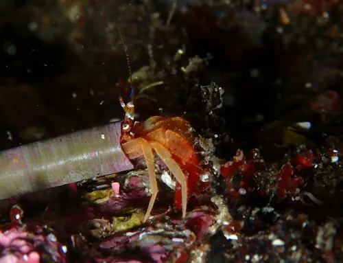 Toothshell Hermit