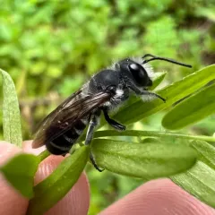Bellflower Resin Bee thumbnail 4