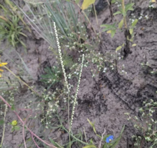 Thin Paspalum