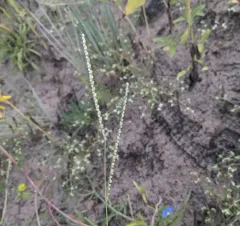 Thin Paspalum thumbnail 1