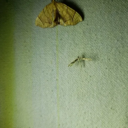 Mountain Plume Moth