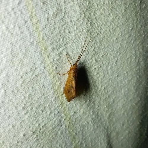 Pycnopsyche antica