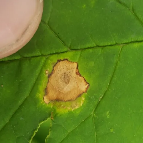 Mycosphaerella fraxinicola