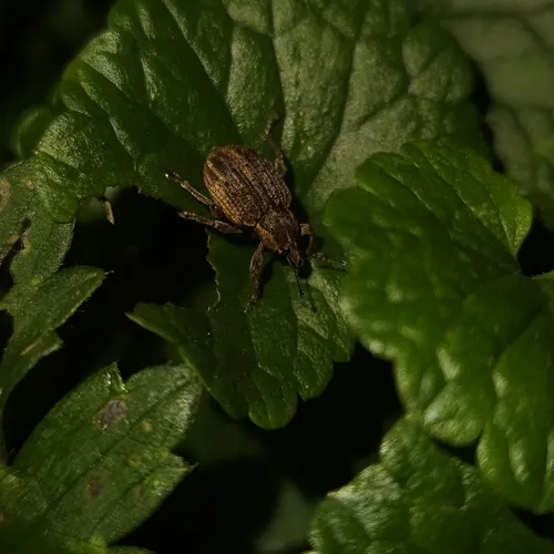 Clover Leaf Weevil