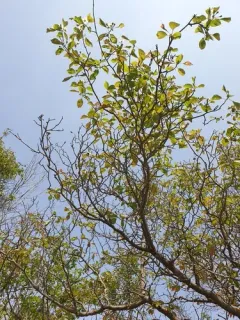 Clustered Hawthorn thumbnail 3