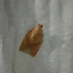 Privet Tortrix thumbnail 2