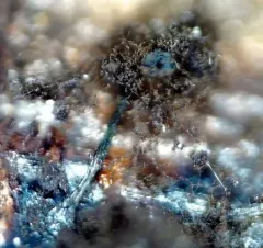 Enerthenema intermedium thumbnail 3