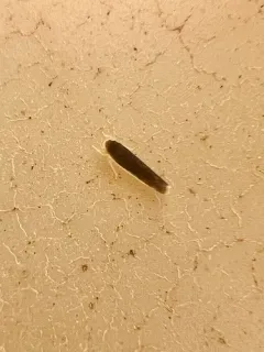 Eupteryx nigra thumbnail 4