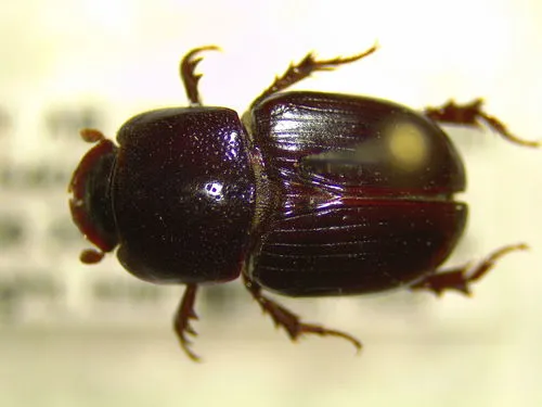 Rich Litter Beetle