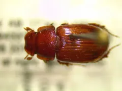 Cryptoscatomaseter criddlei thumbnail 4