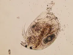 Alona guttata thumbnail 3